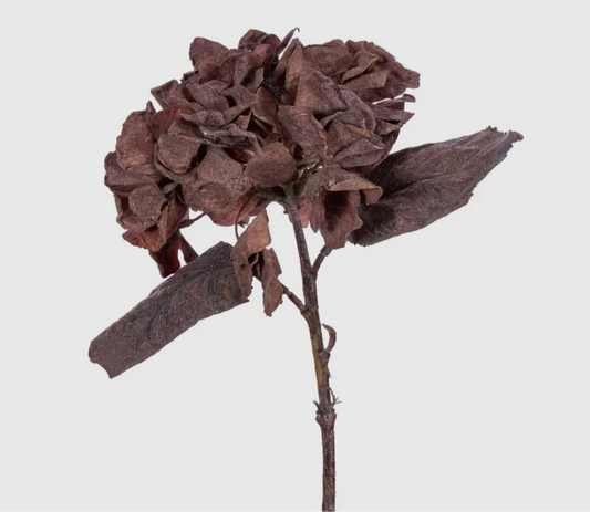 Brown Hydrangea Stem